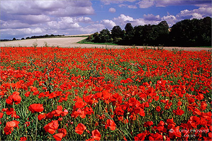 poppyfield, nr Stonehenge