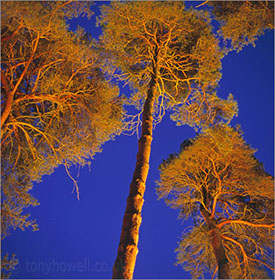 Scots Pine Trees