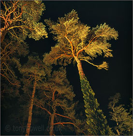 Scots Pine Trees