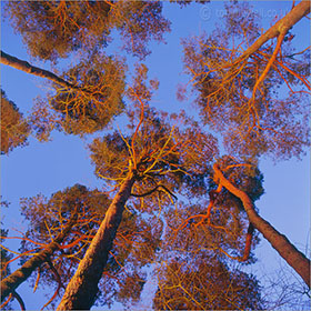 Scots Pine Trees