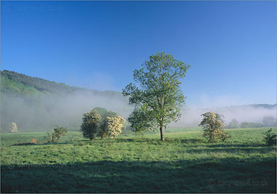 Trees, Mist, Wye Valley