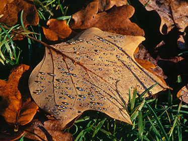 Tulip Tree Leaf